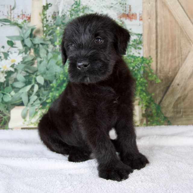 Giant Schnauzer Puppies media 6