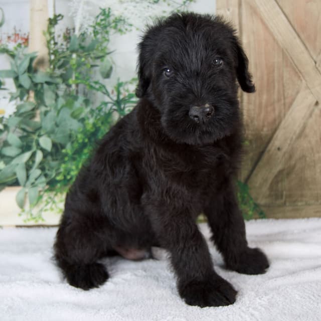 Giant Schnauzer Puppies media 7