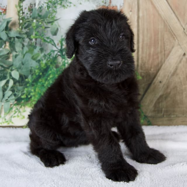 Giant Schnauzer Puppies media 10