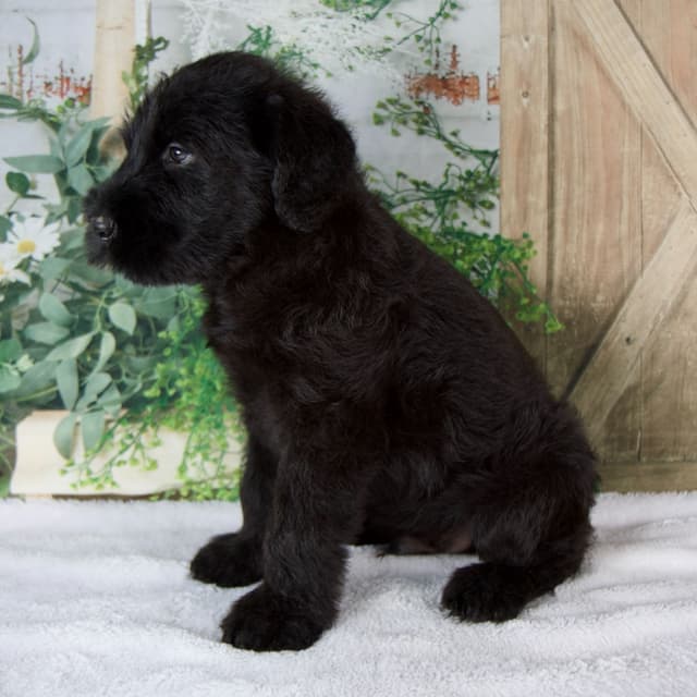 Giant Schnauzer Puppies media 8