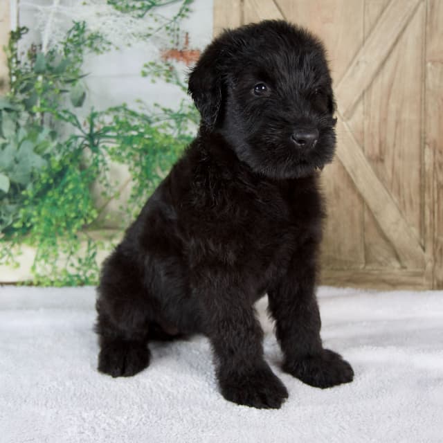 Giant Schnauzer Puppies media 12