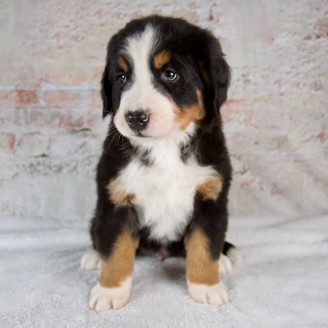 Bernese Mountain Dog Puppies media 4