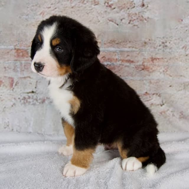 Bernese Mountain Dog Puppies media 2