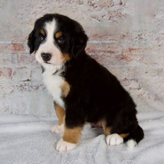 Bernese Mountain Dog Puppies media 5