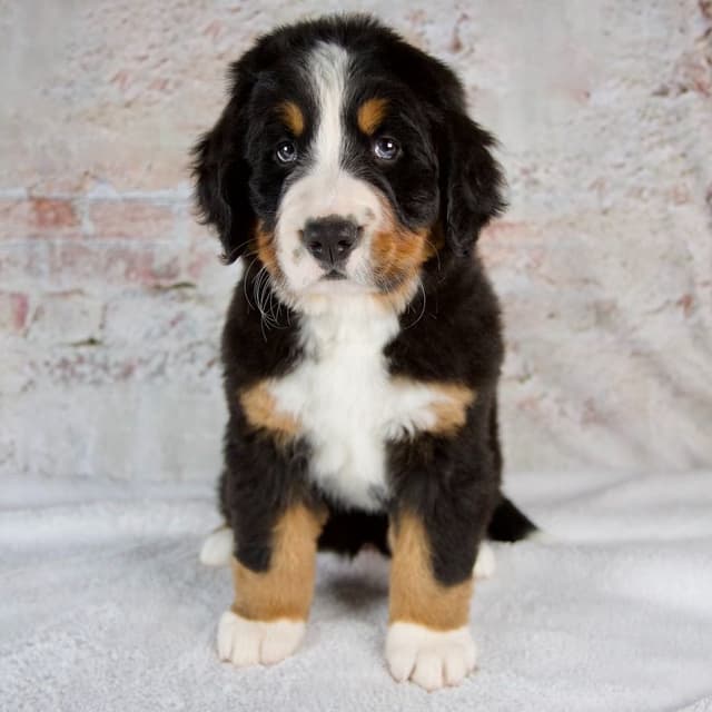 Bernese Mountain Dog Puppies media 6