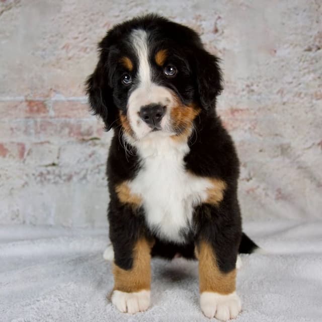 Bernese Mountain Dog Puppies media 7