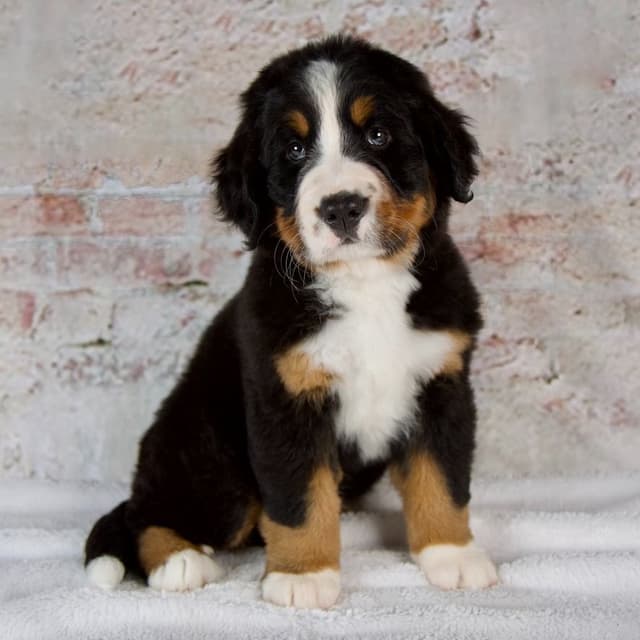 Bernese Mountain Dog Puppies media 10