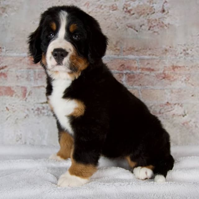 Bernese Mountain Dog Puppies media 8