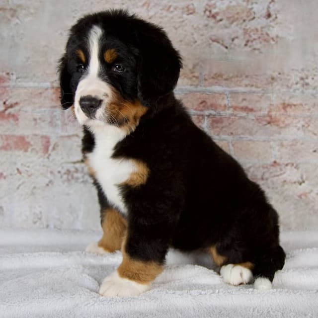 Bernese Mountain Dog Puppies media 9