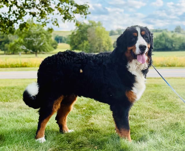 Bernese Mountain Dog Puppies media 12