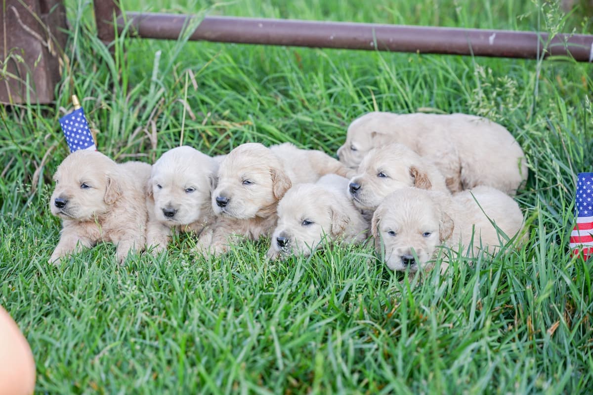 Champion English Cream Goldens breeder image 1