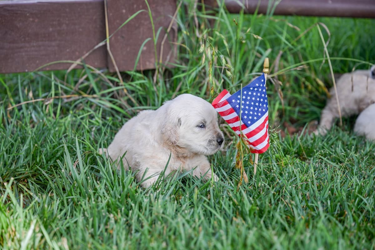Champion English Cream Goldens breeder image 3