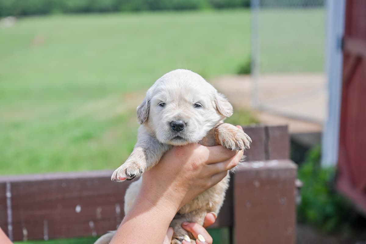 Champion English Cream Goldens breeder image 4