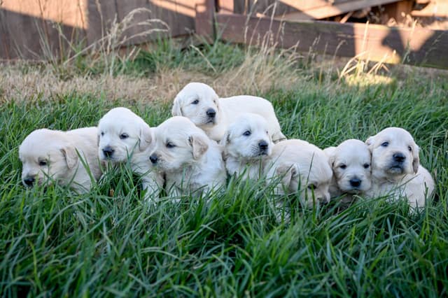 Champion English Cream Goldens media 3