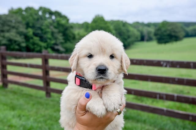 Champion English Cream Goldens media 4