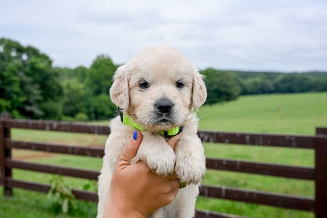 Champion English Cream Goldens media 5