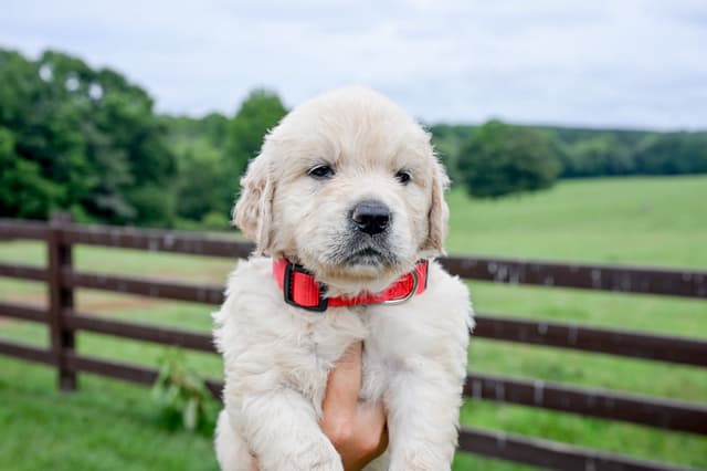 Champion English Cream Goldens media 6