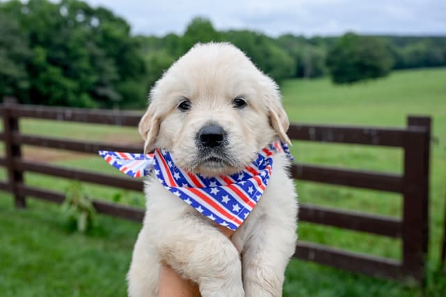 Champion English Cream Goldens media 7