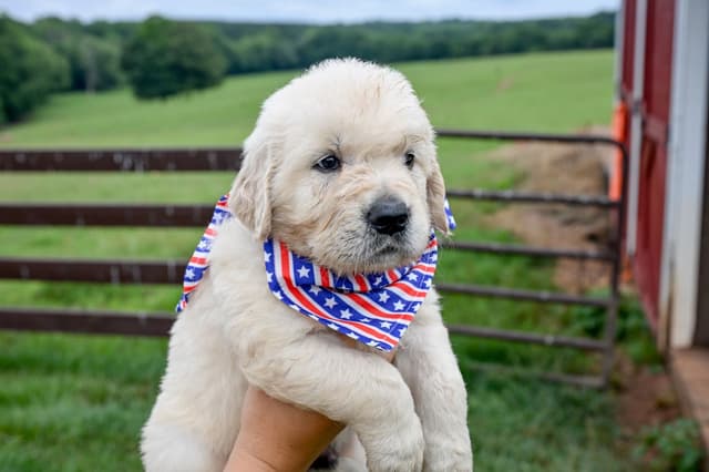Champion English Cream Goldens media 8