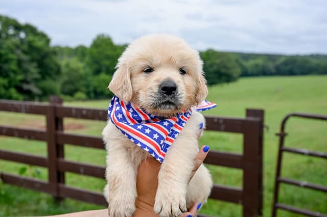 Champion English Cream Goldens media 9