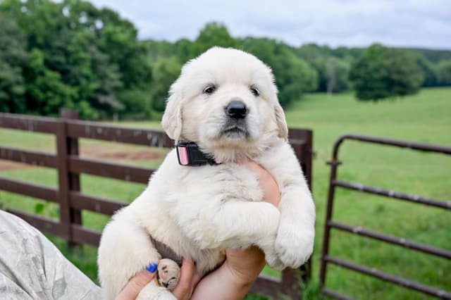 Champion English Cream Goldens media 10
