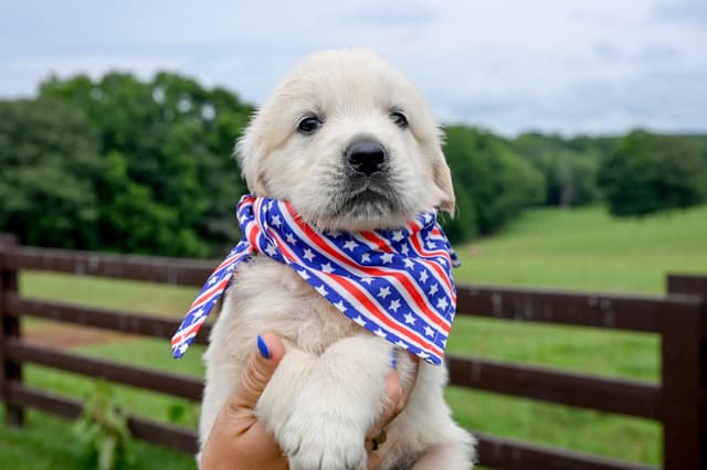 Champion English Cream Goldens media 11