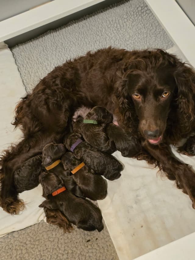 Boykin Spaniel Puppies media 2