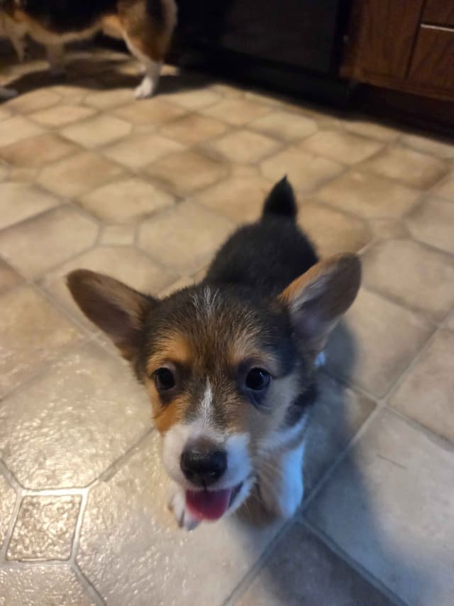 Pembroke Welsh Corgi Puppies media 9