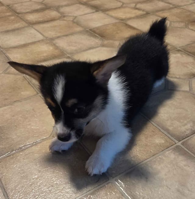 Pembroke Welsh Corgi Puppies media 3