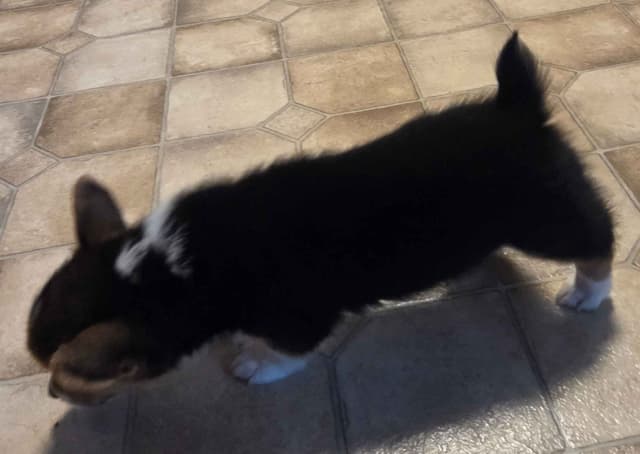 Pembroke Welsh Corgi Puppies media 10