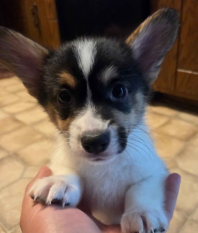 Pembroke Welsh Corgi Puppies media 2