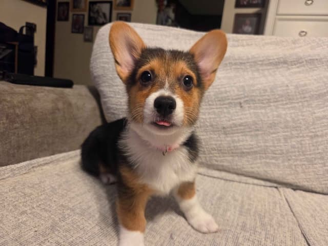 Pembroke Welsh Corgi Puppies media 11
