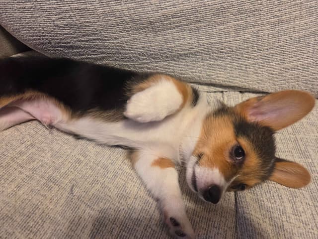 Pembroke Welsh Corgi Puppies media 12