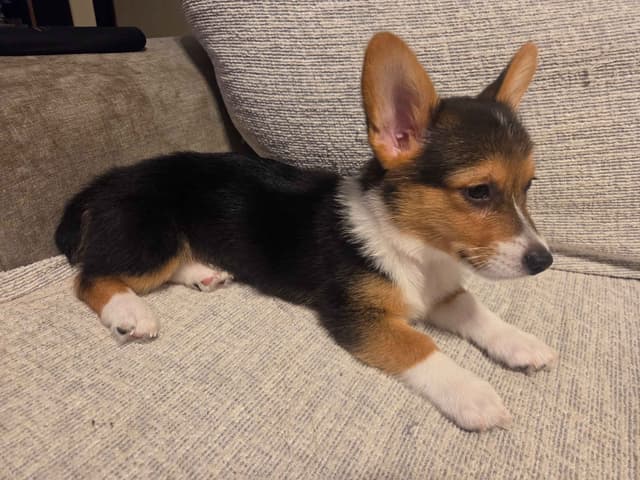 Pembroke Welsh Corgi Puppies media 13