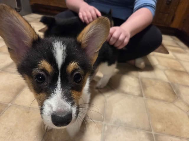Pembroke Welsh Corgi Puppies media 5