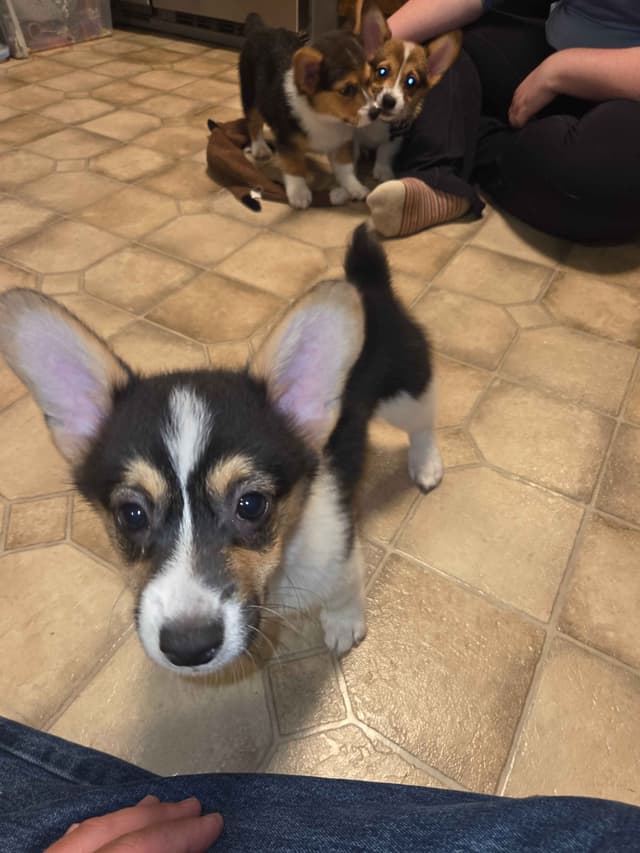 Pembroke Welsh Corgi Puppies media 6