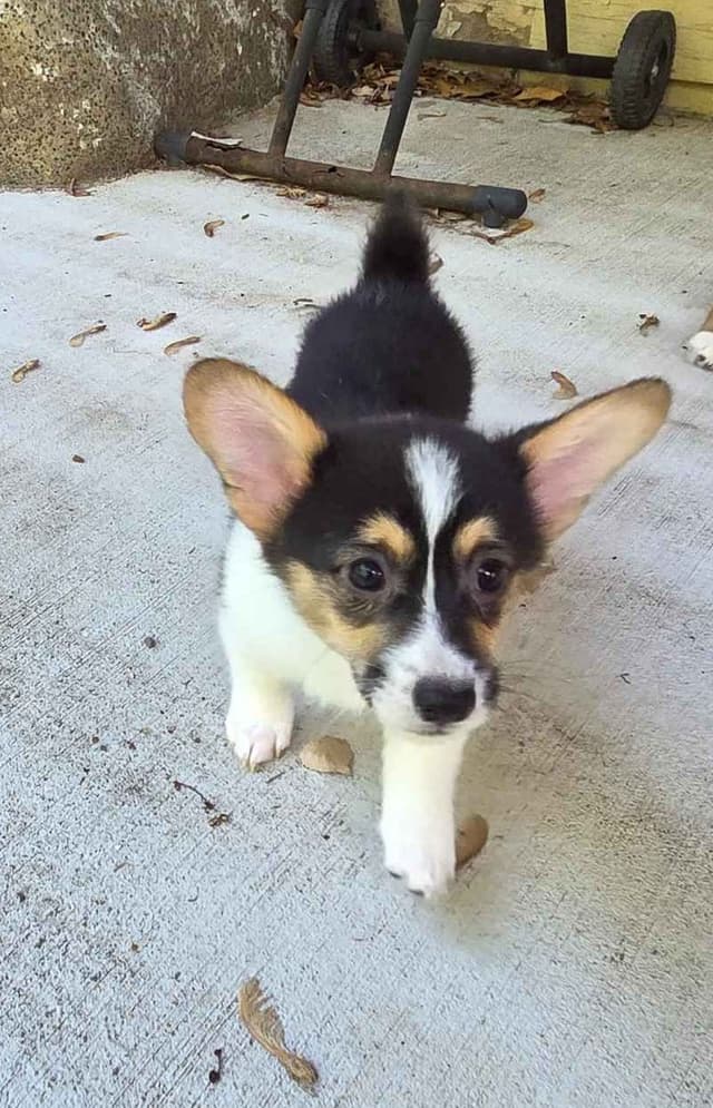 Pembroke Welsh Corgi Puppies media 8