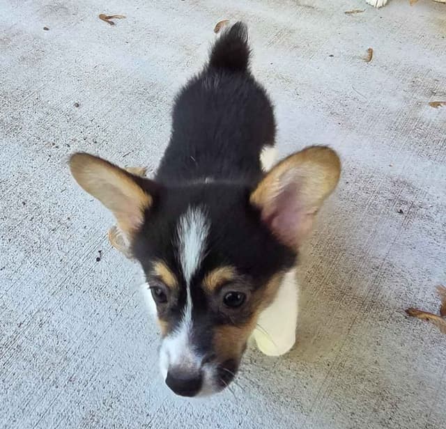Pembroke Welsh Corgi Puppies media 7