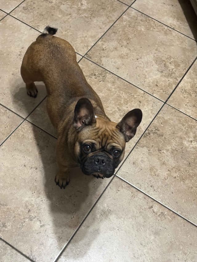 French Bulldog Puppies media 3