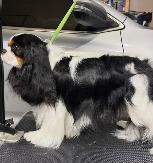 Cavalier King Charles Spaniel Puppies media 3