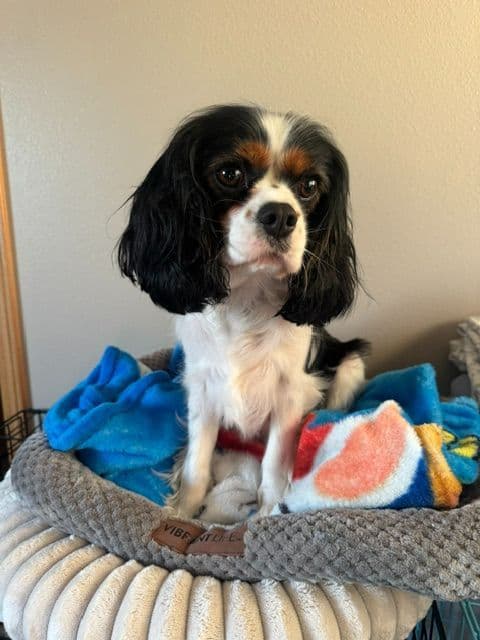 Cavalier King Charles Spaniel Puppies media 4