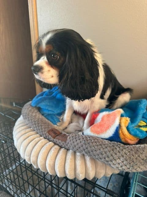 Cavalier King Charles Spaniel Puppies media 5