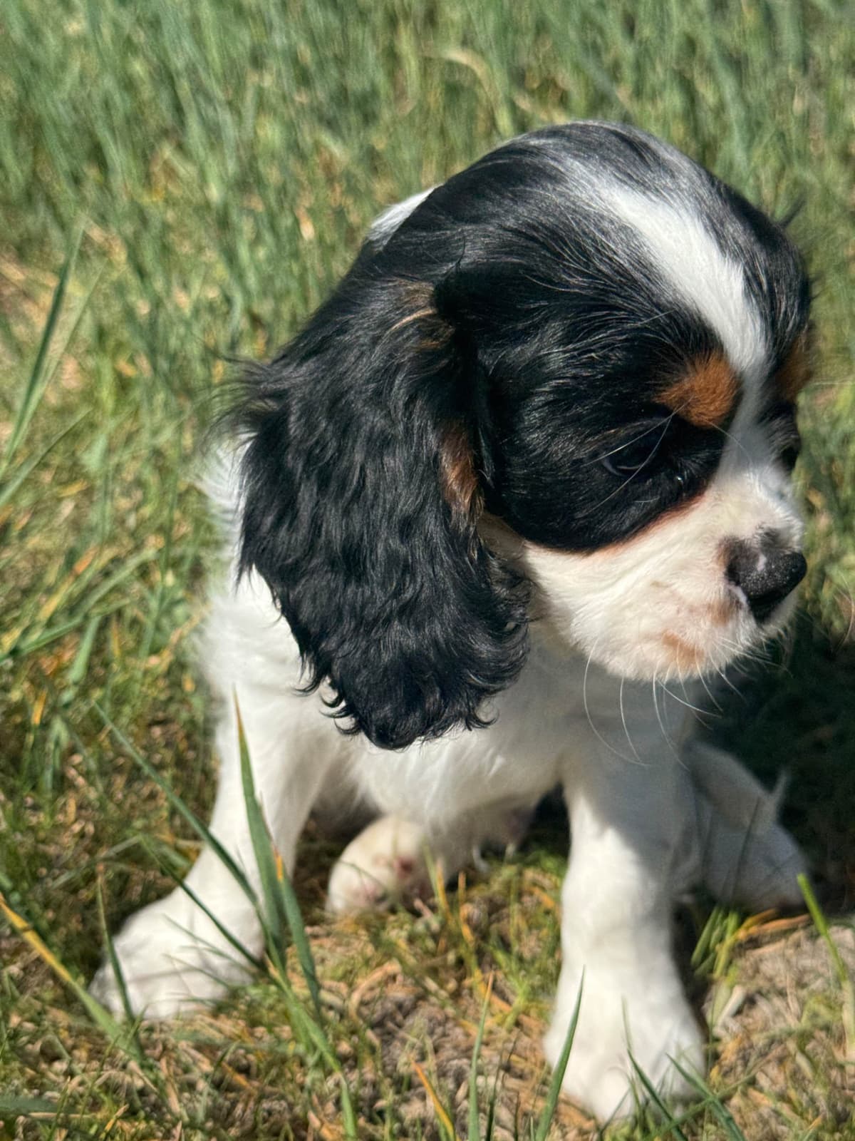 Cavalier King Charles Spaniel Puppies breeder image 2