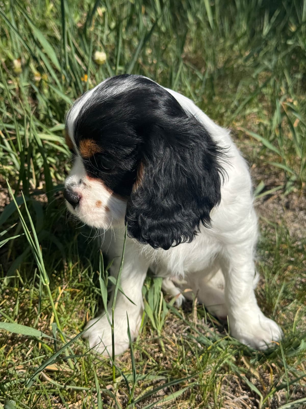 Cavalier King Charles Spaniel Puppies breeder image 4