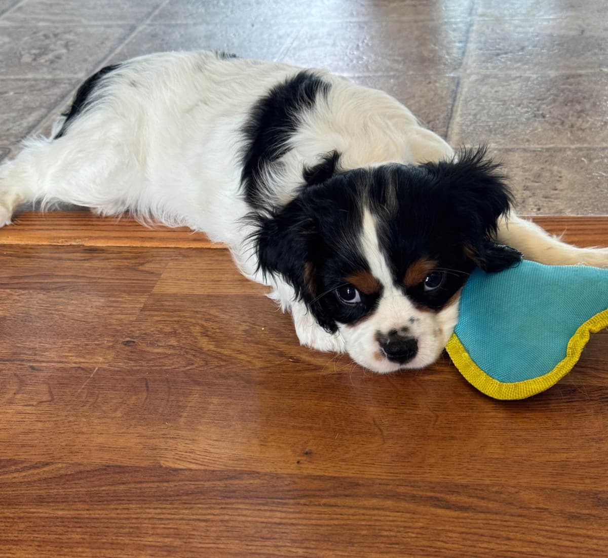 Cavalier King Charles Spaniel Puppies breeder image 5