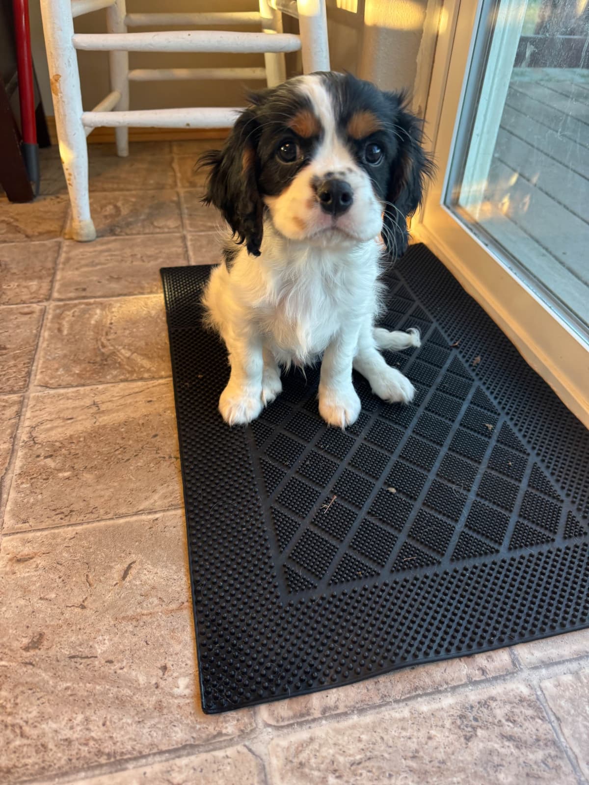 Cavalier King Charles Spaniel Puppies breeder image 7