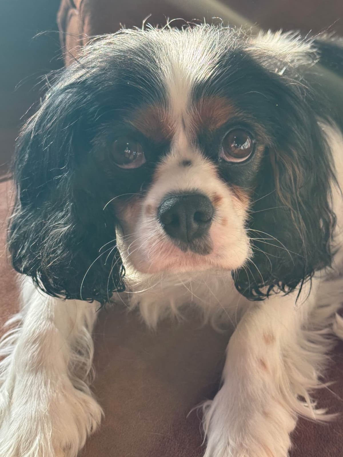 Cavalier King Charles Spaniel Puppies breeder image 8