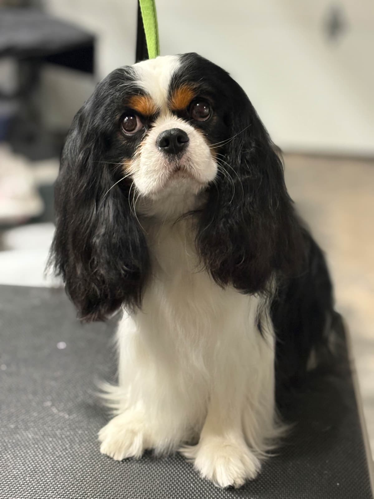 Cavalier King Charles Spaniel Puppies breeder image 9