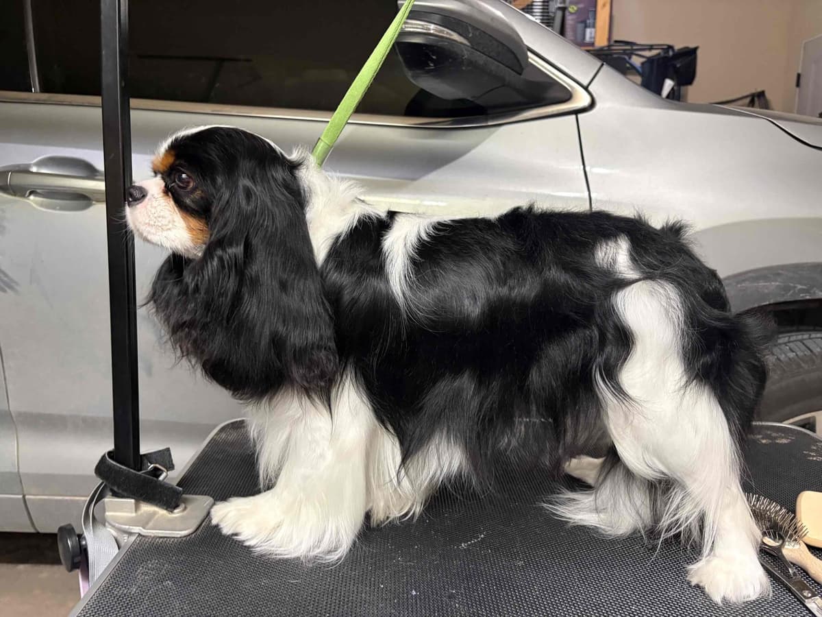 Cavalier King Charles Spaniel Puppies breeder image 10