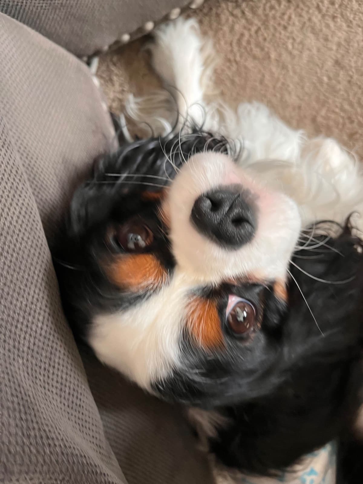 Cavalier King Charles Spaniel Puppies breeder image 11